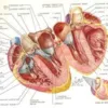 Atlas of Human Anatomy - Image 2