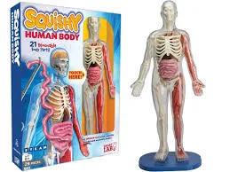 Squishy Human Body
